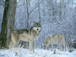 Two wolves snow tree woods - two wolf free wallpaper