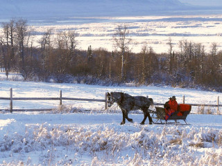 Horse carriage winter snowy field - a horse free wallpaper