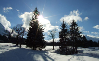 Sunny snow field trees blue - barbizon school free wallpaper