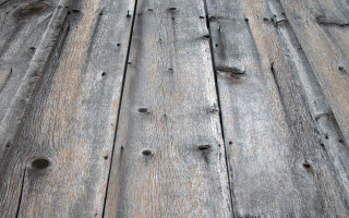 Wooden floor bird back bird 2 - texture free wallpaper