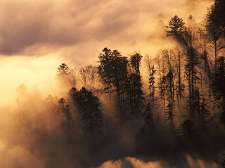 Forest fog trees bird clouds - mist free wallpaper for desktop