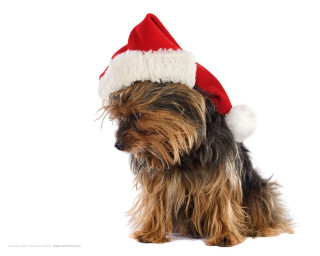 Small dog santa hat white 2 - dog free wallpaper for desktop