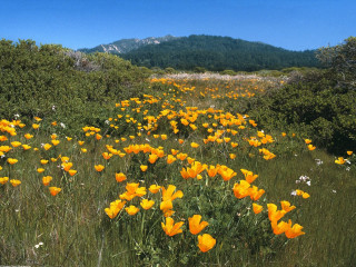 Yellow flowers mountains field scenery - a blue sky in the foreground free wallpaper