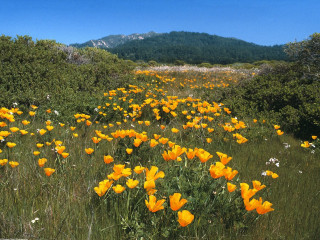 Yellow flowers field mountains background - a blue sky in the foreground free wallpaper