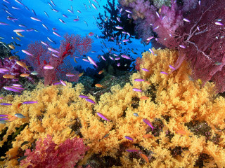 Colorful coral reef small fish 4 - underwater free wallpaper for desktop
