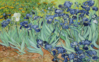 Blue irises garden yellow flowers - a green field behind free wallpaper for desktop