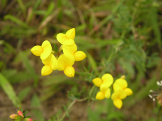 Yellow flower green leaves bokeh 4 - the background and a blurry background of grass free wallpaper for desktop