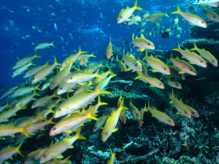 Fish coral reef diver ocean - a large group of fish swimming over a coral reef in the ocean free wallpaper