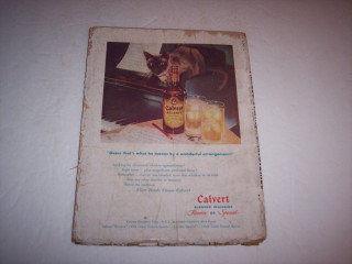 Cat table alcohol beer glass - a picture of a cat free wallpaper