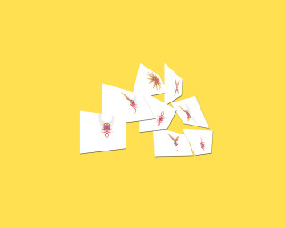 Red spider cards yellow background - pincushion len free wallpaper