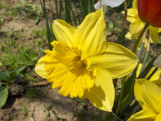 Yellow flower closeup background dirt - other flower free wallpaper for desktop