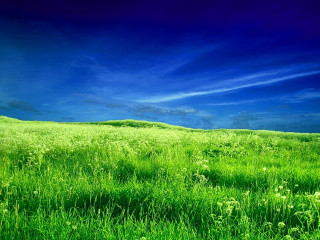 Grassy field blue sky clouds 6 - grassy free wallpaper for desktop