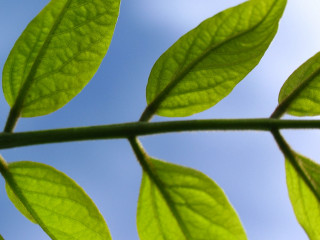 Green leaf blue sky ecological - thin free wallpaper for desktop