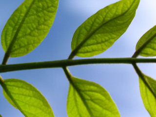 Green leaf blue sky macro - thin free wallpaper