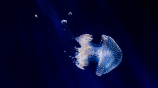 Jellyfish swimming bubbles water head - head and neck free wallpaper