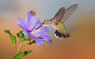 Hummingbird purple flower bee back - a hummingbird free wallpaper