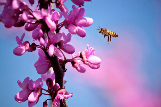 Bee purple flower blue sky 2 - a pink flower in the foreground free wallpaper