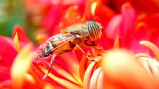 Bee flower wings spread looking - its wing free wallpaper