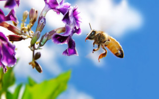 Bee flying purple flower blue - adam szentpétery free wallpaper for desktop