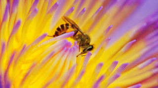 Bee sitting flower purple yellow - a bee free wallpaper