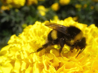 Bee yellow flower blurry background 3 - christopher williams free wallpaper