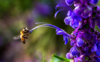 Bee flying purple flower blurry - a blurry background of flowers free wallpaper