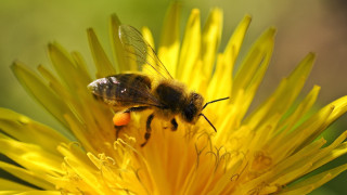 Bee yellow flower red spot - a black spot free wallpaper