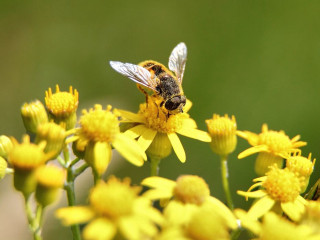 Bee yellow flower green background - a green background and a blurry background free wallpaper