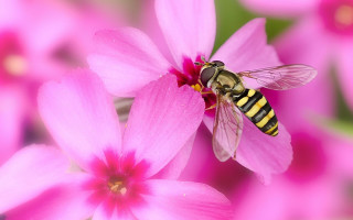 Bee pink flower green background 3 - free nature wallpaper