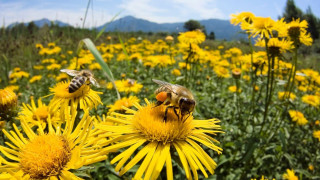 Bees yellow flower field mountains - the background in the distance free wallpaper