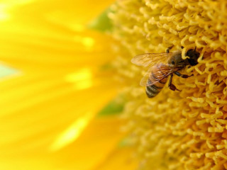 Bee sunflower center blurry background - a sunflower free wallpaper
