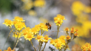 Bee flying yellow flowers field - a bee free wallpaper