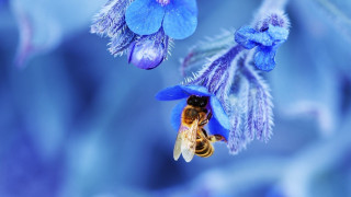 Blue flower bee background blurry - back end free wallpaper for desktop