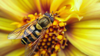 Bee yellow flower black stripe - its back end free wallpaper