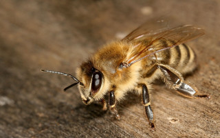 Bee wooden surface closed eyes - its leg free wallpaper