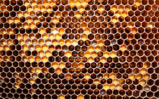 Close up honeycomb honey combs - 4k uhd image free wallpaper