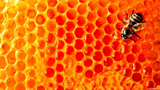 Bee honeycomb honey cells background 2 - a honeycomb free wallpaper