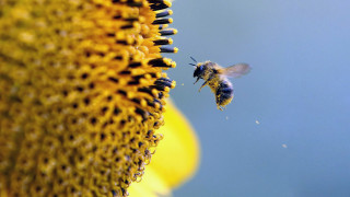 Bee flying sunflower field sunflowers 2 - a bee free wallpaper