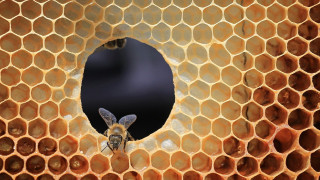 Bee honeycomb hole filled with - a honeycomb free wallpaper