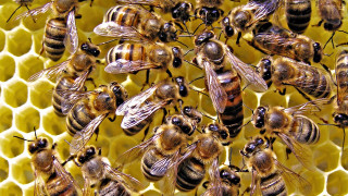Bees on honeycomb together buzzing 2 - the other looking free wallpaper for desktop