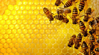 Bees honeycomb honey background honeycomb 3 - a honeycomb free wallpaper