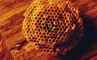 Honeycomb wooden surface brown background - the center free wallpaper for desktop