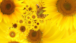 Sunflowers bee field sunshine nature - a bee free wallpaper