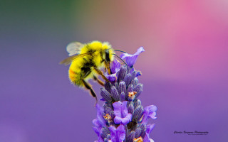 Bee flying purple flower blurry 2 - purple flower free wallpaper