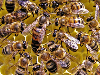 Bees honeycomb together nature swarm - the other looking free wallpaper for desktop