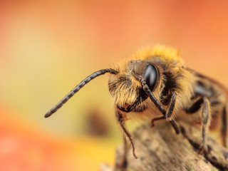 Bee closeup wood blurry background - a piece of wood free wallpaper