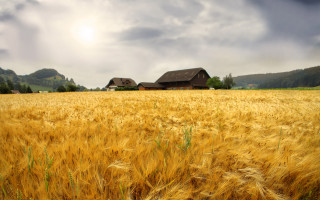 Wheat field house cloudy sky - a house in the background free wallpaper