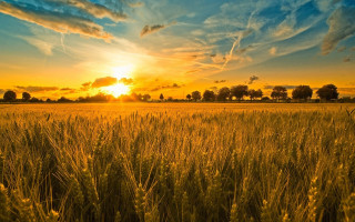 Field grass sunset background clouds - sun free wallpaper for desktop