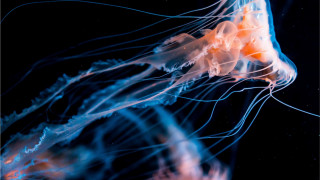 Jellyfish closeup black blue yellow - bioluminescence free wallpaper