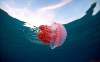 Jellyfish swimming ocean sky sunbeam - the middle of the water free wallpaper